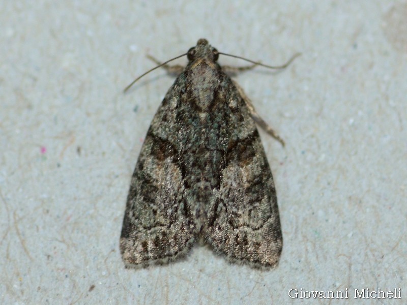 Noctuidae da ID - Cryphia sp.